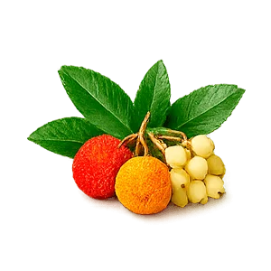 Cystobact — Chruścina jagodna (Arbutus unedo)
